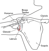 SLAP tear shoulder anatomoy